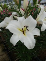 [4185 Sarionno VH No02.JPG]